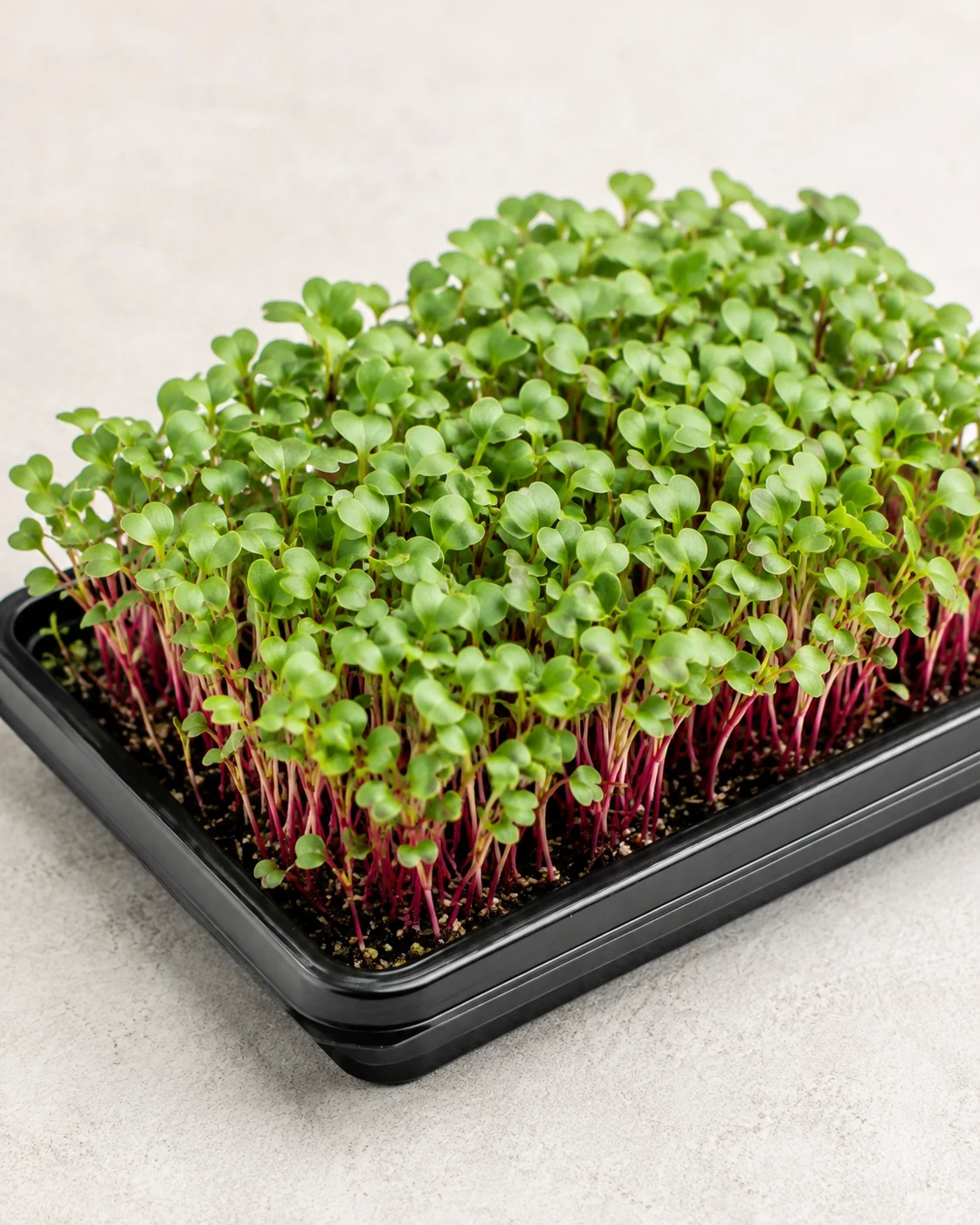 Arugula microgreens