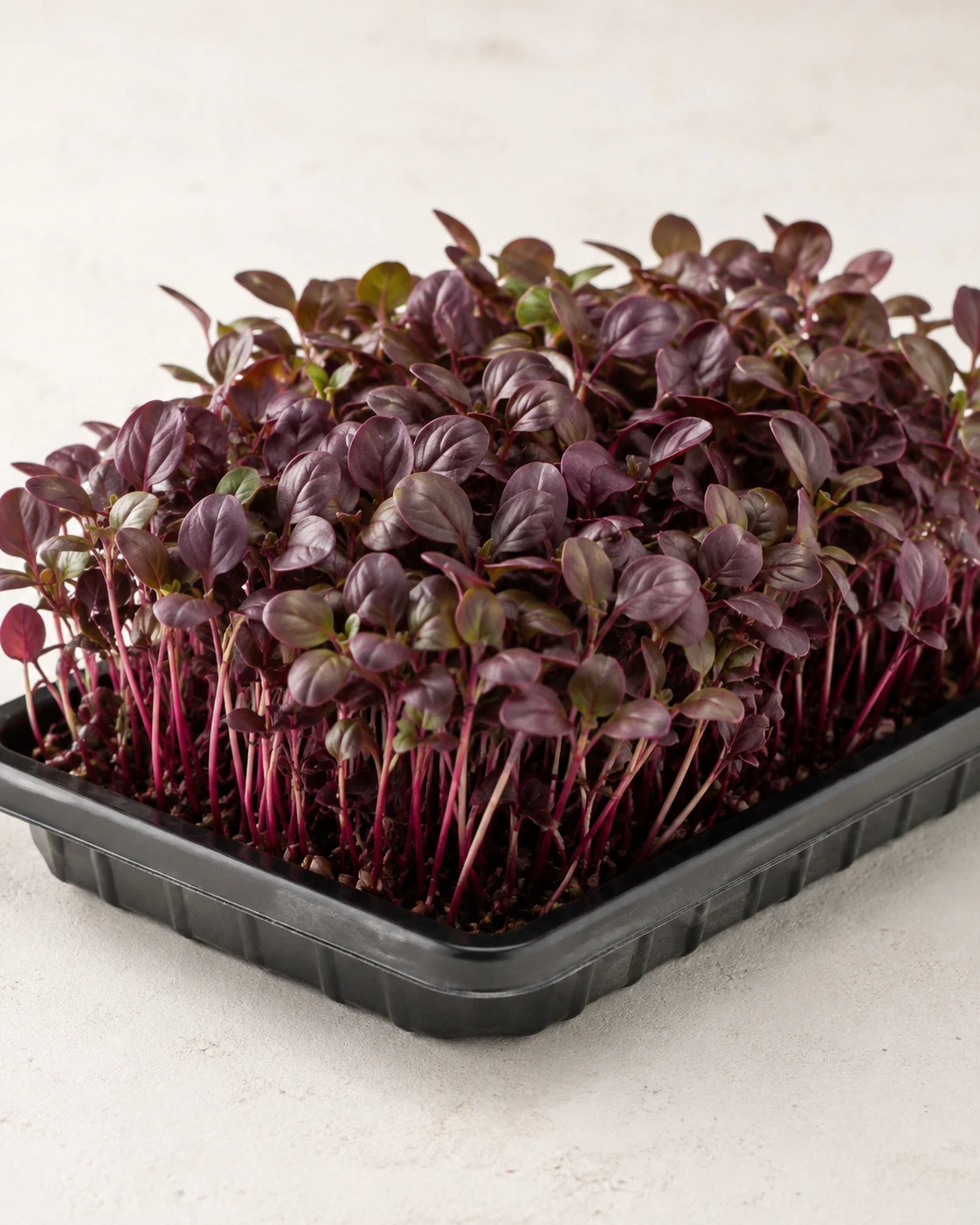 Basil microgreens
