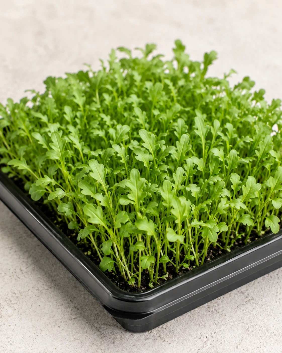 Daikon Radish microgreens