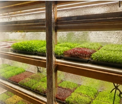 Microgreens growing indoors