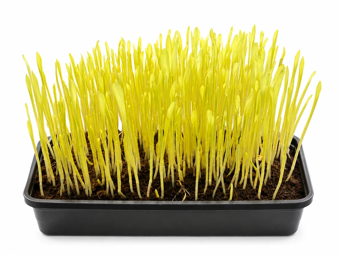 Golden yellow micro corn shoots growing in a black tray