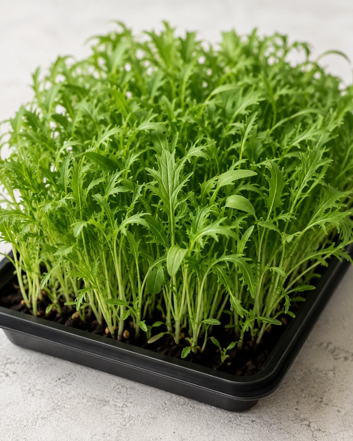 Mizuna microgreens