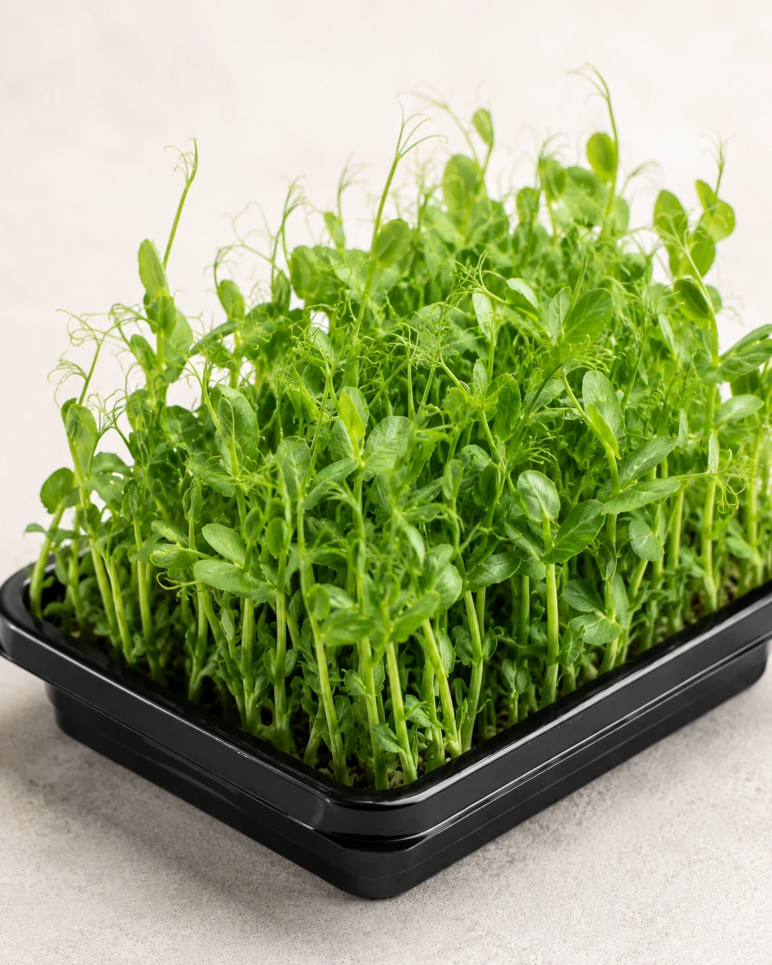 Nasturtium microgreens