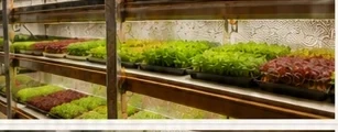 Grown Indoors