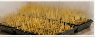 Flats Seeded