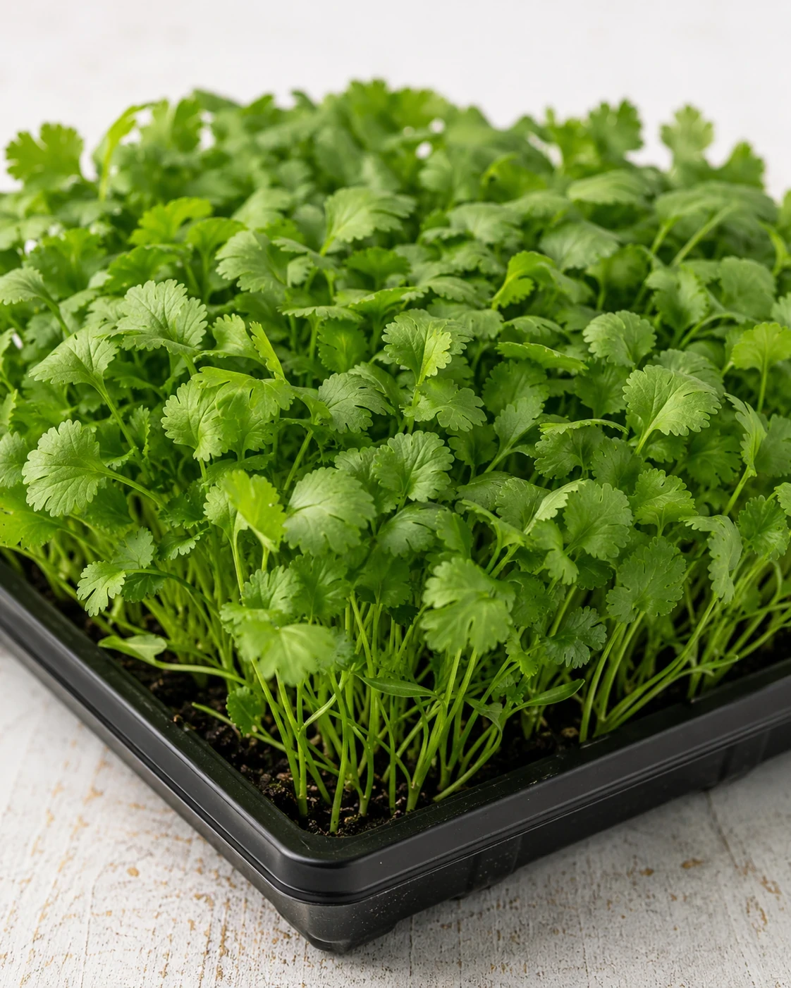 Spicy Mix microgreens